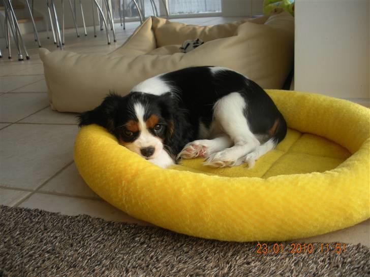 Cavalier king charles spaniel Fie født den 6/11-2009. - Er jeg ikke bare dejlig. billede 4