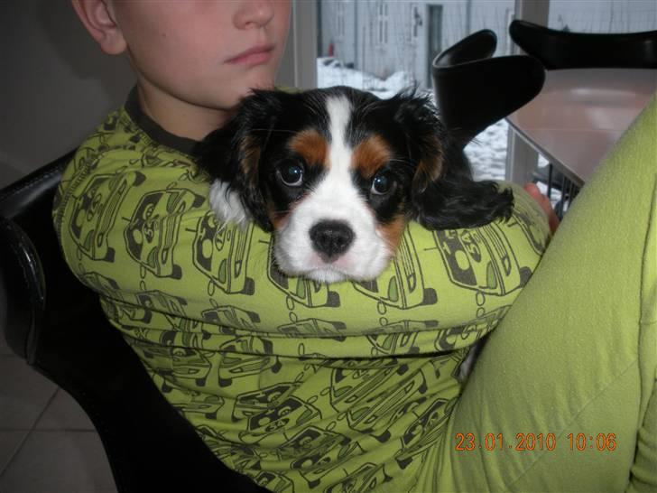 Cavalier king charles spaniel Fie født den 6/11-2009. - Her hygger Fie sammen med Mathias de to elsker hinanden meget højt. billede 5