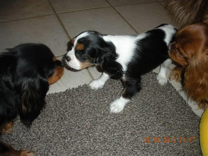 Cavalier king charles spaniel Fie født den 6/11-2009. - Første dag Fie var lige kommet hjem og skulle lige sige pænt god dag til Mille, Lady og Bella. billede 6