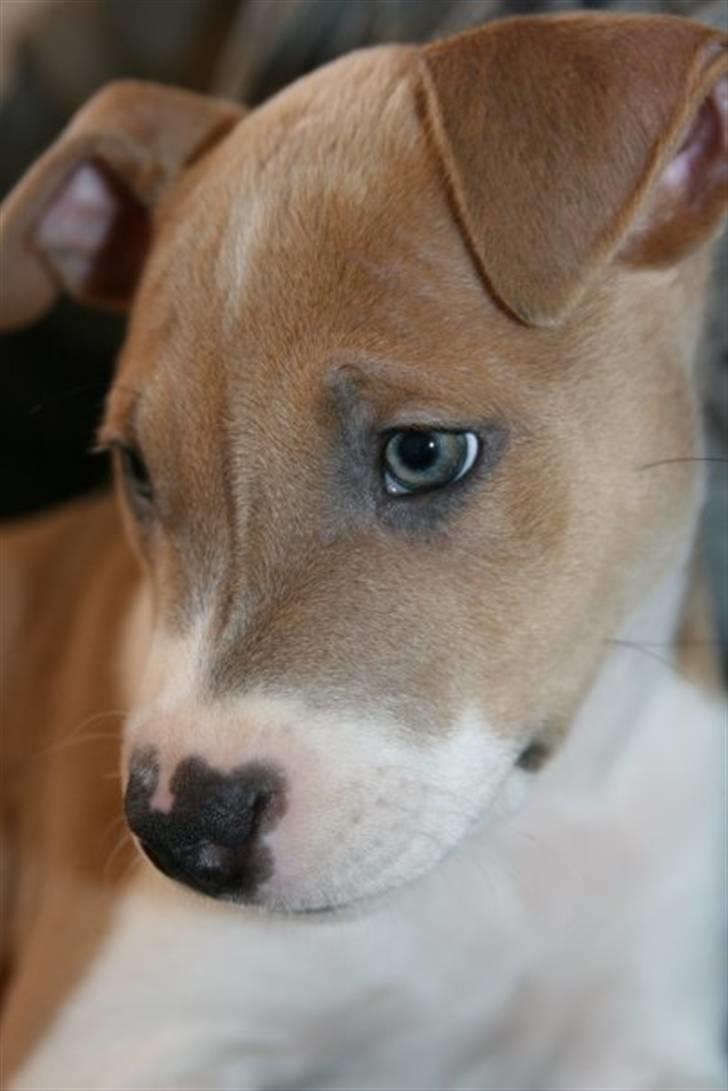 Blanding af racer aya(amstaff/ambull) billede 14