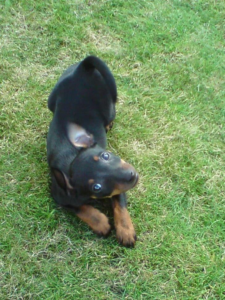 Dvaergpinscher Rødkildes - Gizmo billede 13