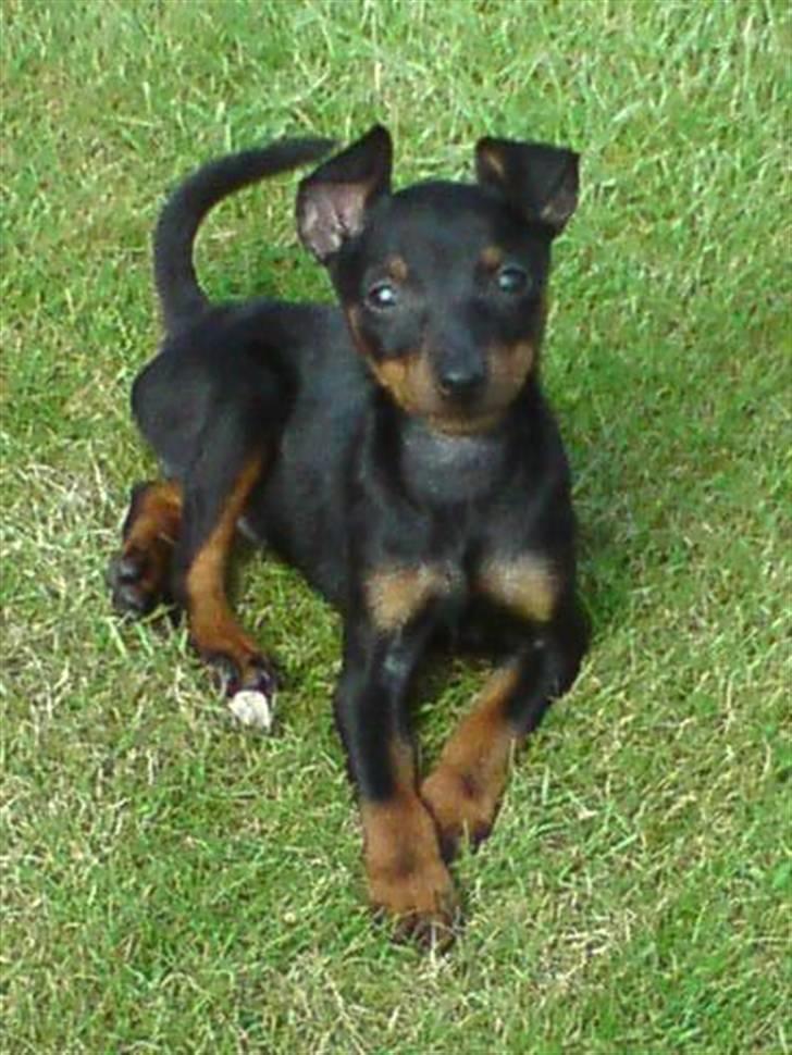 Dvaergpinscher Rødkildes - Gizmo billede 14