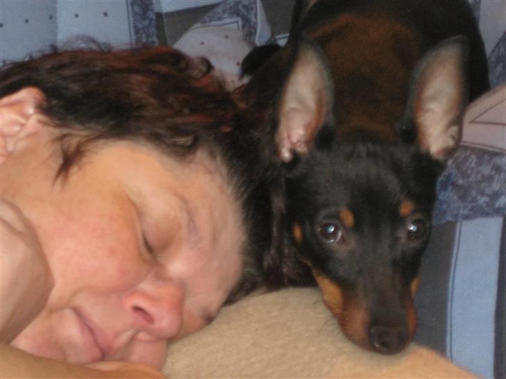 Dvaergpinscher Rødkildes - Gizmo - Her er min mor syg, så jeg putter lige med hende. billede 15