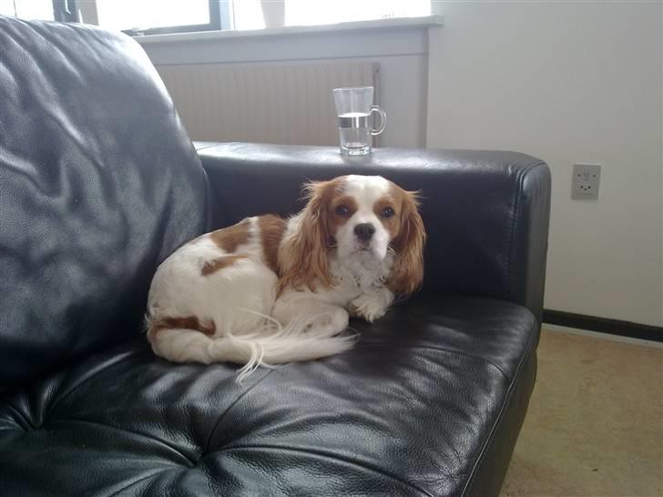 Cavalier king charles spaniel Dalstrups Batmann - Batman bliver taget i en lur. billede 14