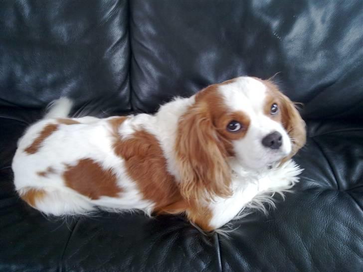 Cavalier king charles spaniel Dalstrups Batmann - her er Batman ved at blinke lidt til hans mor, det kan hun aldrig stå for. billede 15