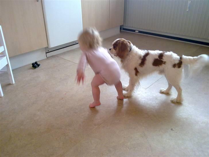 Cavalier king charles spaniel Dalstrups Batmann - Batman og Sophie:) billede 16