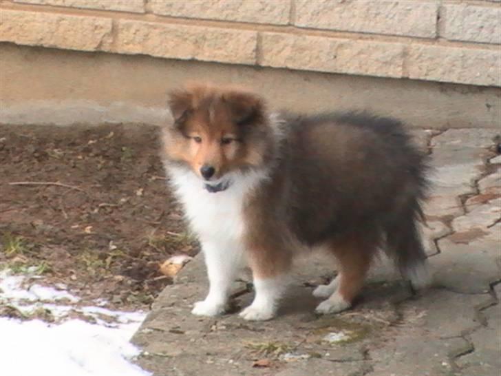 Shetland sheepdog Charlie - død jan. 2011 RIP billede 1