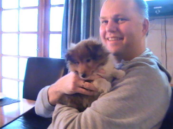 Shetland sheepdog Charlie - død jan. 2011 RIP billede 2