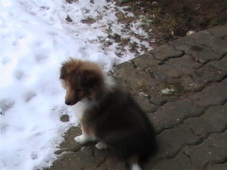 Shetland sheepdog Charlie - død jan. 2011 RIP billede 3