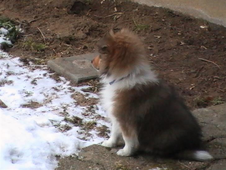 Shetland sheepdog Charlie - død jan. 2011 RIP billede 4
