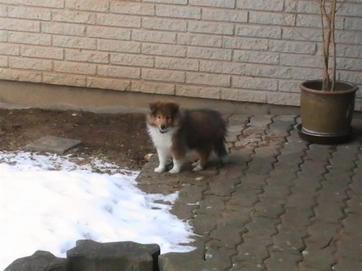 Shetland sheepdog Charlie - død jan. 2011 RIP billede 5