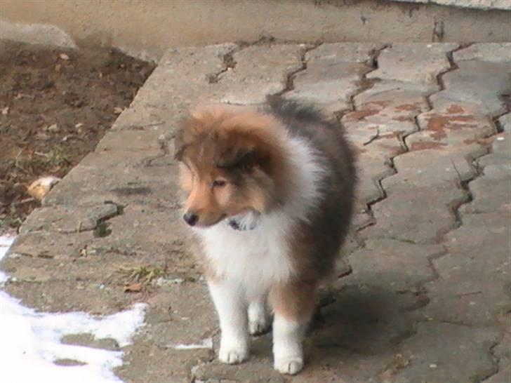 Shetland sheepdog Charlie - død jan. 2011 RIP billede 6