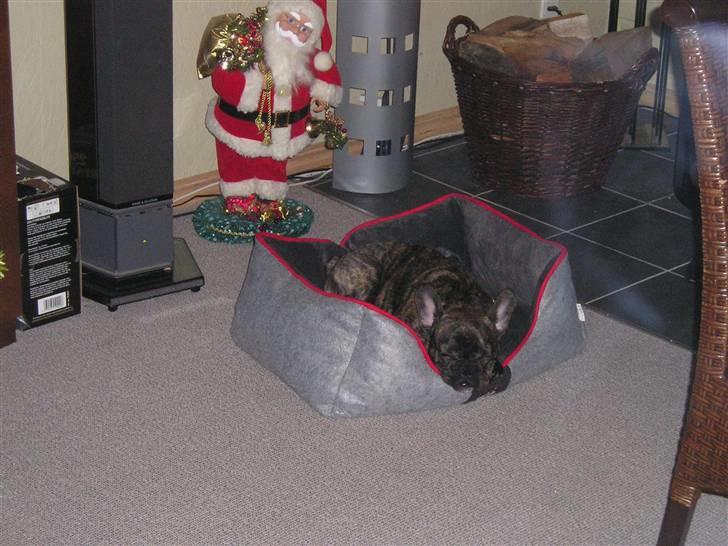 Fransk bulldog mickey billede 6