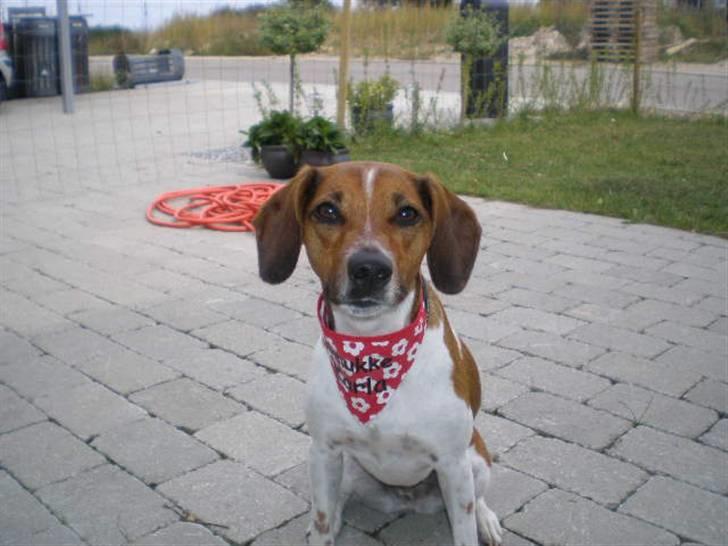 Dansk svensk gaardhund Karla billede 1