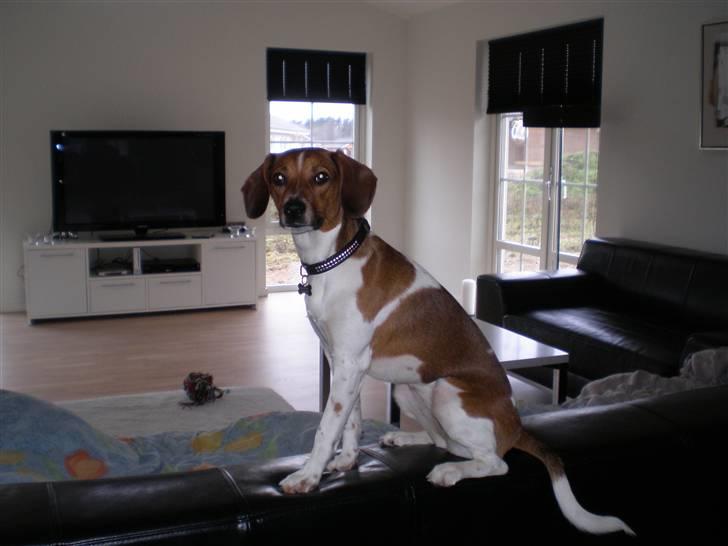 Dansk svensk gaardhund Karla billede 2