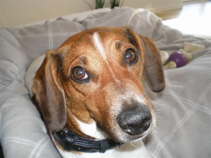 Dansk svensk gaardhund Karla billede 3