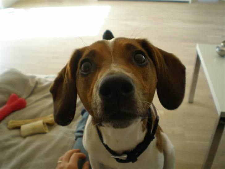 Dansk svensk gaardhund Karla billede 4