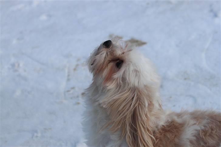 Blanding af racer Celina billede 1