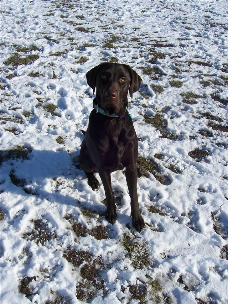 Blanding af racer Dumle billede 12