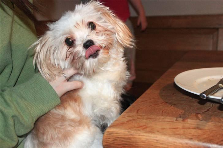 Blanding af racer Celina billede 2