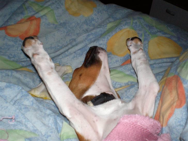 Dansk svensk gaardhund Karla billede 5