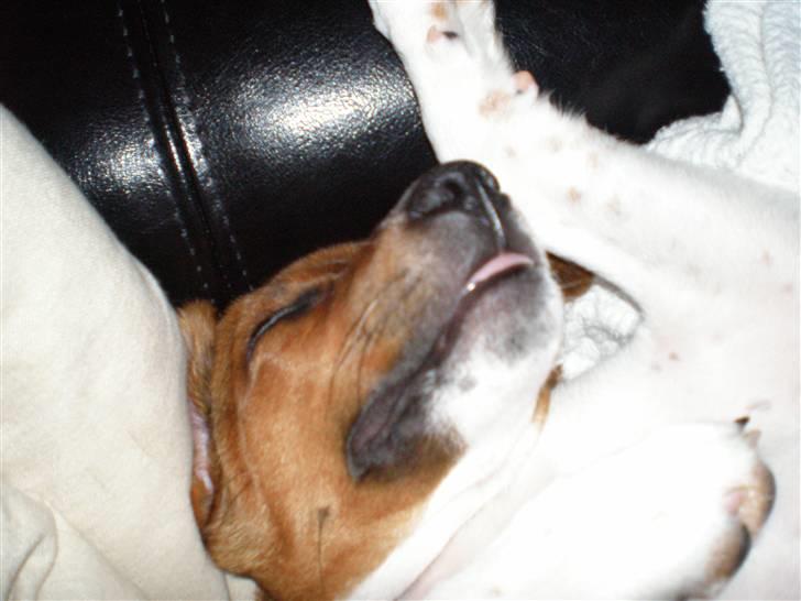 Dansk svensk gaardhund Karla billede 6