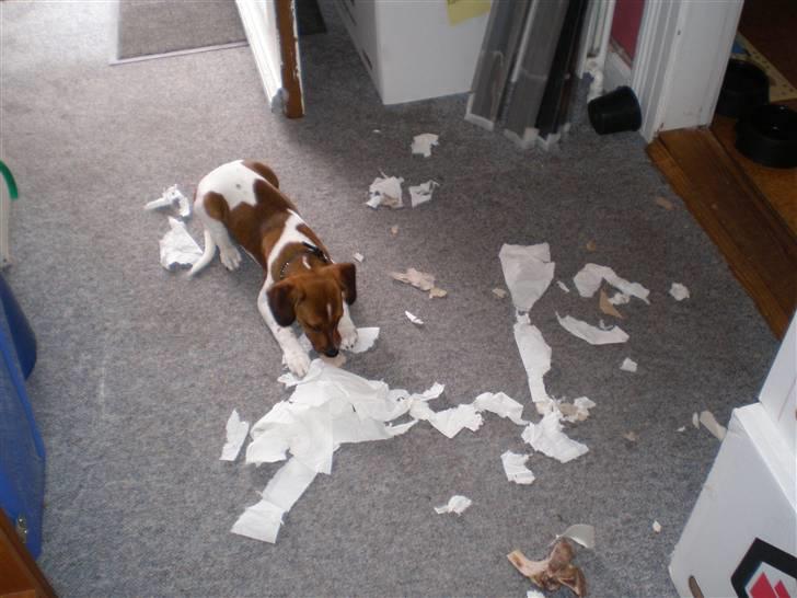 Dansk svensk gaardhund Karla billede 7