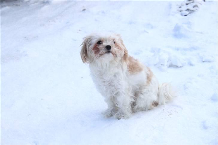 Blanding af racer Celina billede 3