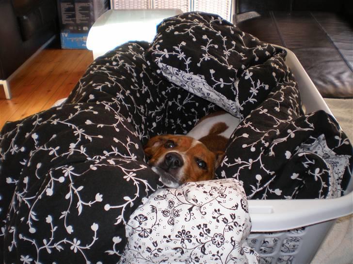 Dansk svensk gaardhund Karla billede 8