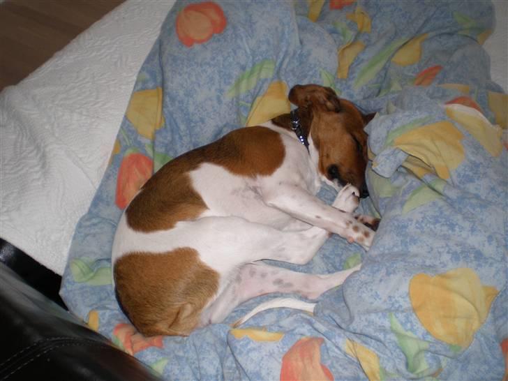 Dansk svensk gaardhund Karla billede 9