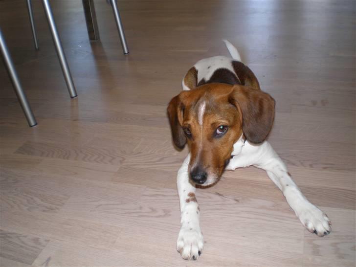 Dansk svensk gaardhund Karla billede 10