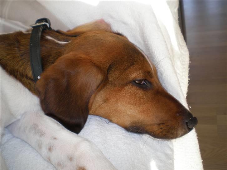 Dansk svensk gaardhund Karla billede 11