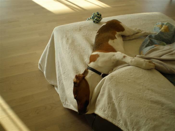 Dansk svensk gaardhund Karla billede 12