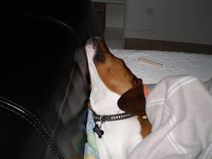 Dansk svensk gaardhund Karla billede 13