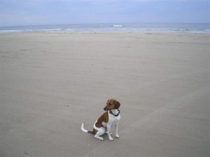 Dansk svensk gaardhund Karla billede 14