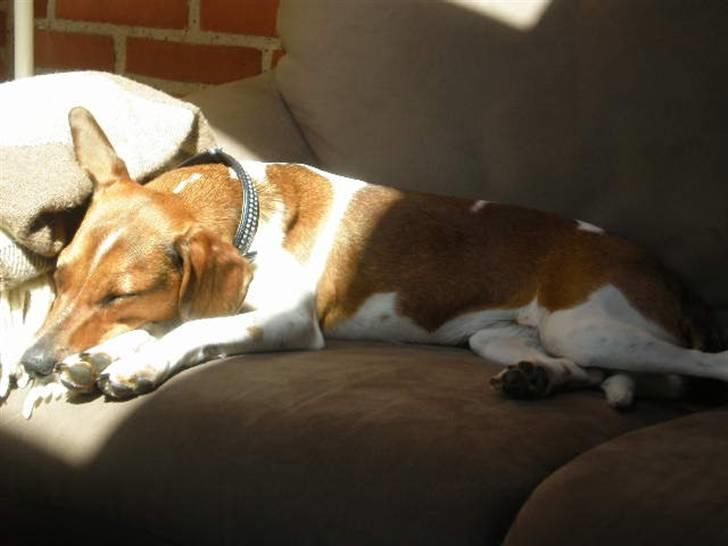 Dansk svensk gaardhund Karla billede 15