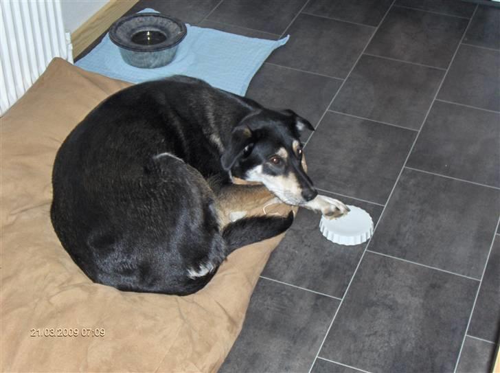 Blanding af racer Joy billede 14