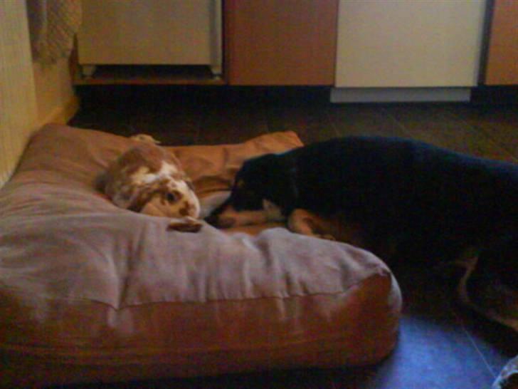 Blanding af racer Joy billede 16