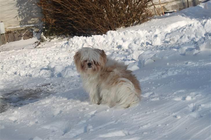 Blanding af racer Celina - med langt hår.  billede 4