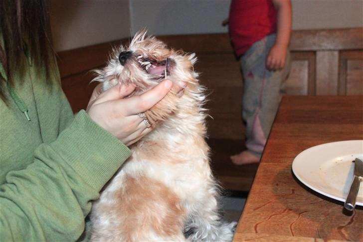 Blanding af racer Celina - "kan du så lade vær!"  billede 5