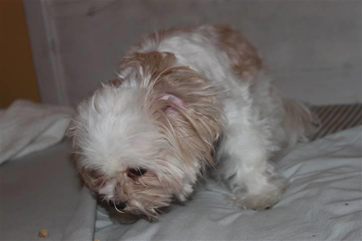 Blanding af racer Celina billede 6