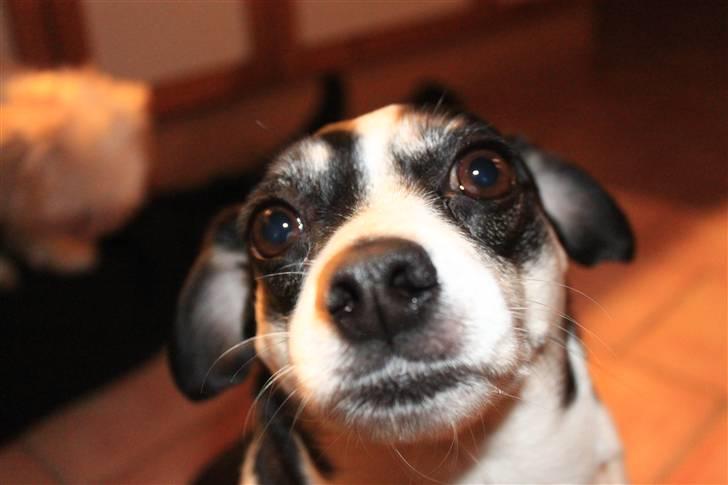 Dansk svensk gaardhund Smut billede 1