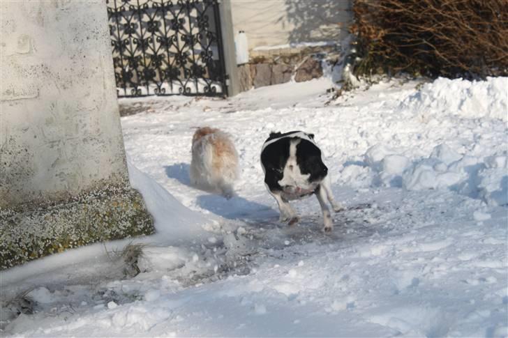 Dansk svensk gaardhund Smut - i fuld fart :D billede 2