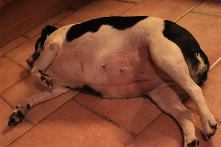 Dansk svensk gaardhund Smut - som man kender hende bedst :D billede 3