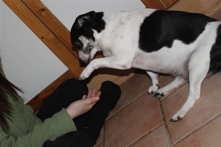 Dansk svensk gaardhund Smut - pote :D billede 4