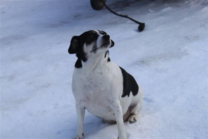 Dansk svensk gaardhund Smut billede 5