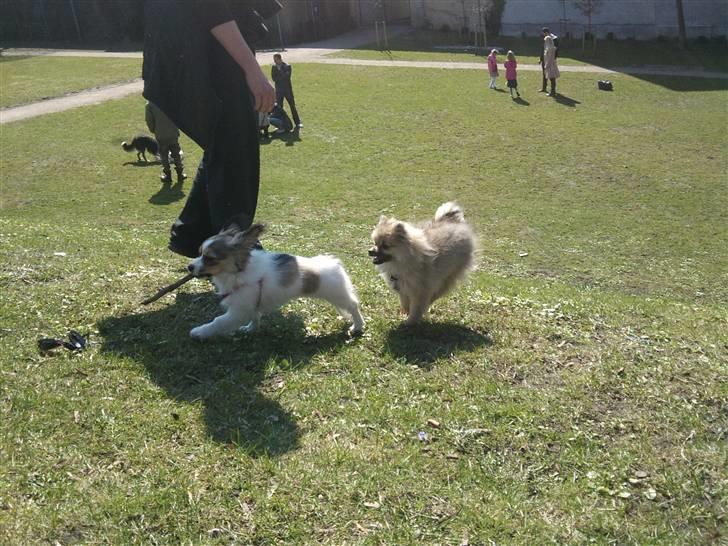 Pomeranian Fennie - "Nu kommer du her med min pind Meli" :D -Aalborghus Slotspark d. 11. april 2010 billede 16