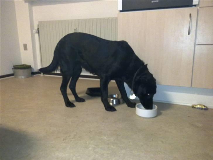 Blanding af racer Lovely Bell billede 1