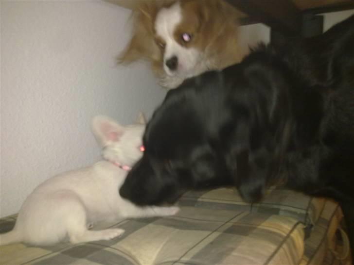 Blanding af racer Lovely Bell billede 2