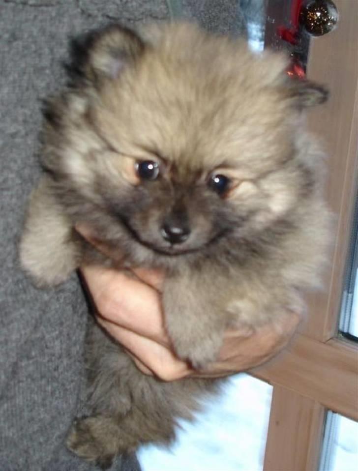 Pomeranian Fennie - Lilleskatten 6 uger gammel - ved det billede var vi allerede solgte :) billede 18